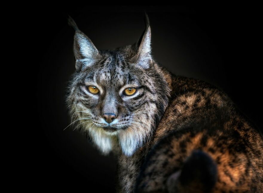 Photographer Takes Stunning Portraits Of Wild Animals