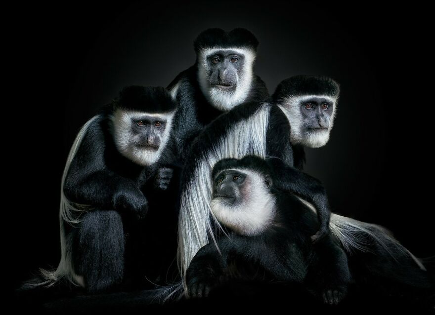 Photographer Takes Stunning Portraits Of Wild Animals