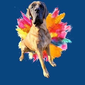 exclusivelycatsboarding avatar