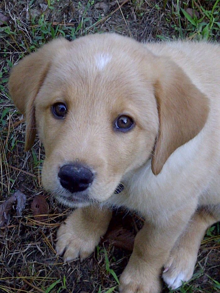 Quinn, Now 10 And Minus A Leg, But He Just Finished Chemo And Is Cancer Free! Hoping For Many More Happy Days.