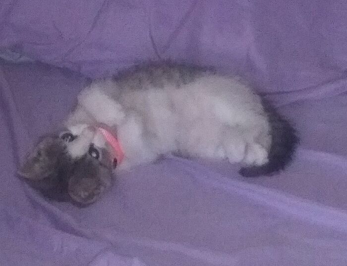 Alli Kat (Pronounced "Alley Cat")