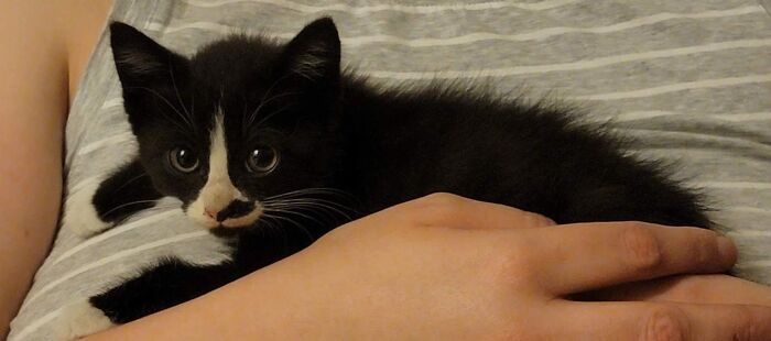 Meet Axle, He Came Home In My Engine. He's ~3wks Here.