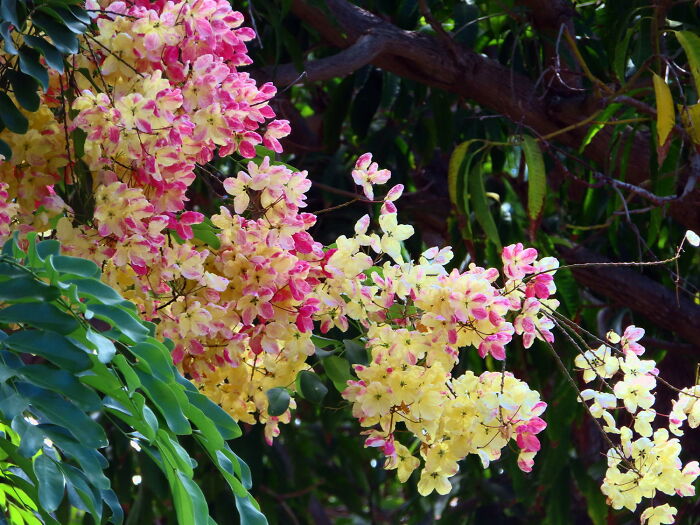 There Is Always Color On Maui