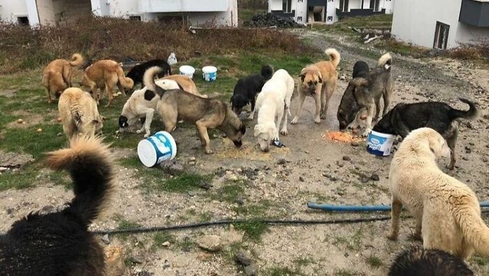Almost Every Day After Work, This Woman Drives Up The Hills Of Sapanca In Turkey To Take Care Of Neglected Dogs There