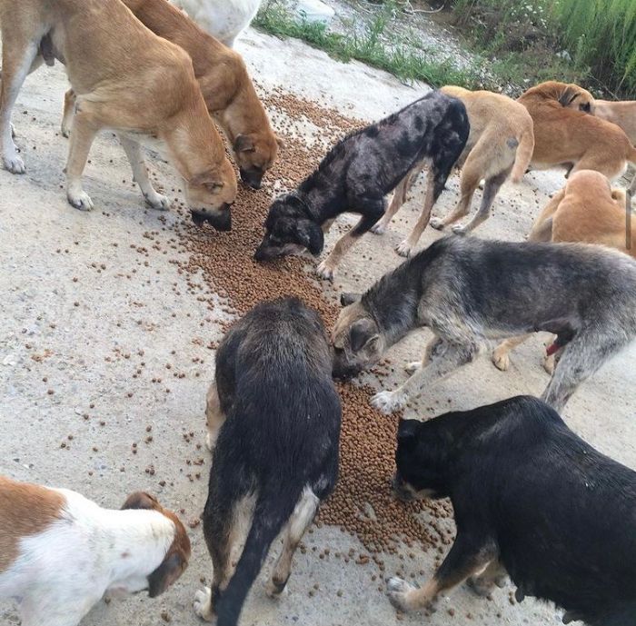 Almost Every Day After Work, This Woman Drives Up The Hills Of Sapanca In Turkey To Take Care Of Neglected Dogs There