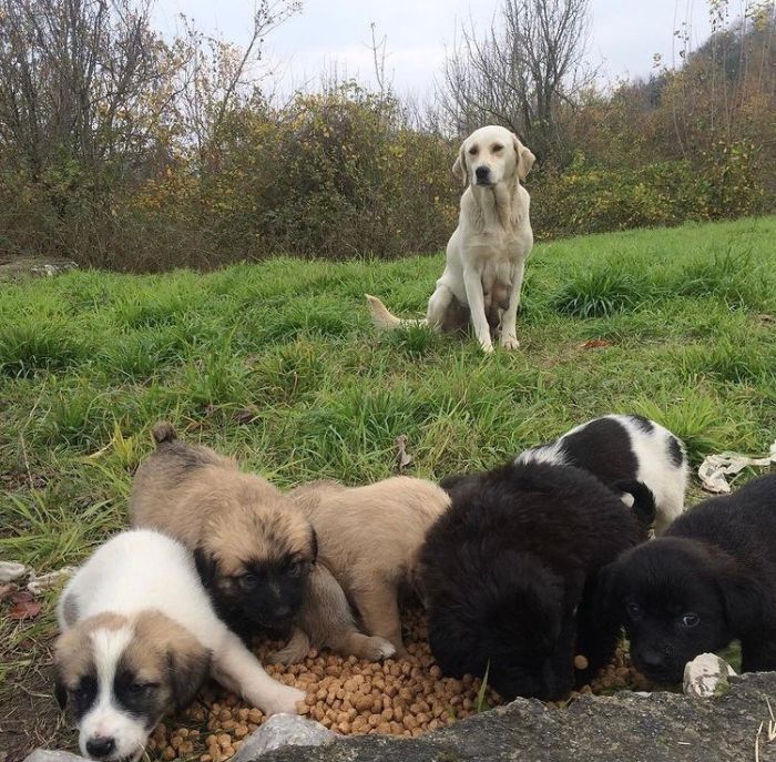 Almost Every Day After Work, This Woman Drives Up The Hills Of Sapanca In Turkey To Take Care Of Neglected Dogs There