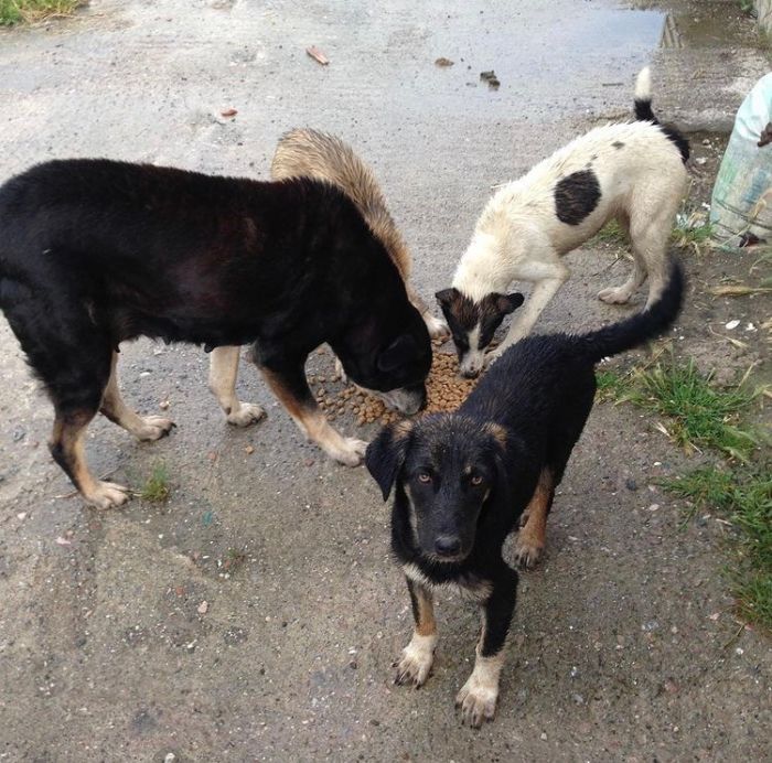 Almost Every Day After Work, This Woman Drives Up The Hills Of Sapanca In Turkey To Take Care Of Neglected Dogs There