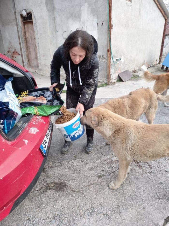 Almost Every Day After Work, This Woman Drives Up The Hills Of Sapanca In Turkey To Take Care Of Neglected Dogs There