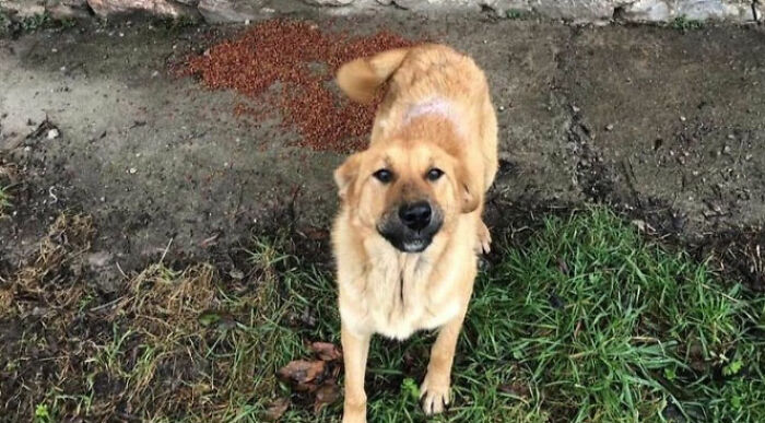 Almost Every Day After Work, This Woman Drives Up The Hills Of Sapanca In Turkey To Take Care Of Neglected Dogs There