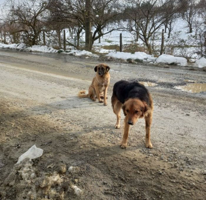 Almost Every Day After Work, This Woman Drives Up The Hills Of Sapanca In Turkey To Take Care Of Neglected Dogs There
