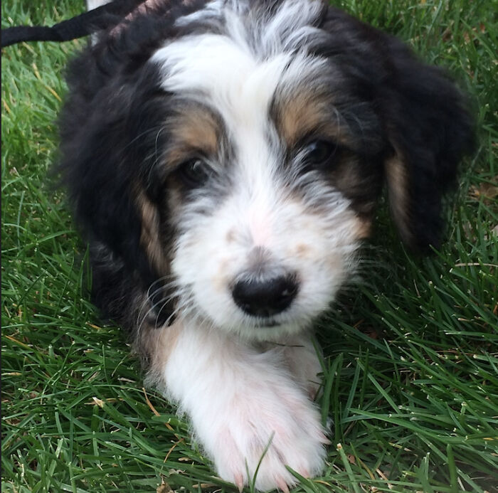 My Puppers - He Looks A Lot Different Now Though!