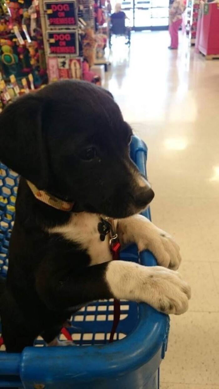 My Baby Levi The Day I Found Him In The Dumpster 7 Years Ago And Been Best Friends Ever Since