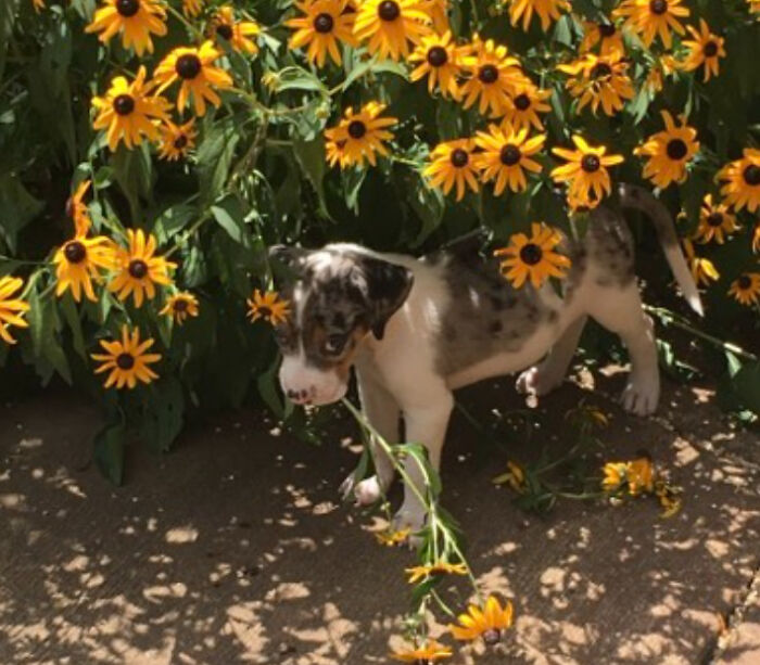 My Baby Jupiter. She Is 5 Now.