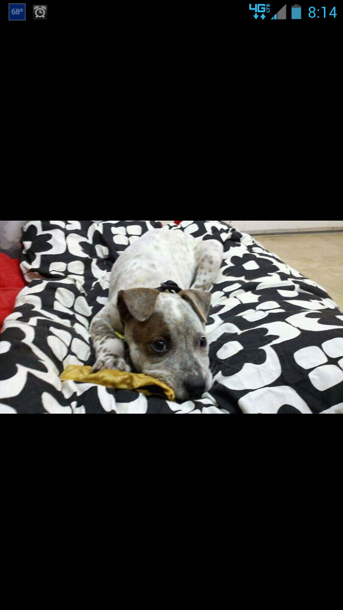 Tank Grew To 100 Pounds, This W As S 11 Years Ago.