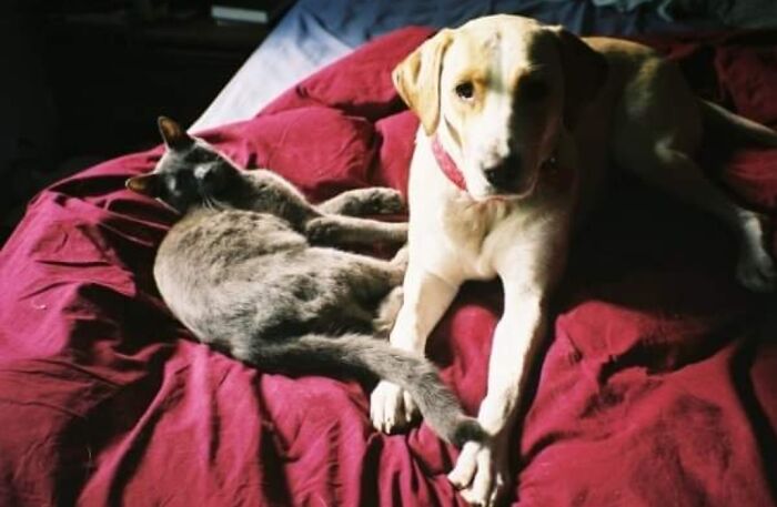 Rubus Spectabilis And Sprocket Tugboat Zoomaround. I Miss Them Both Every Day