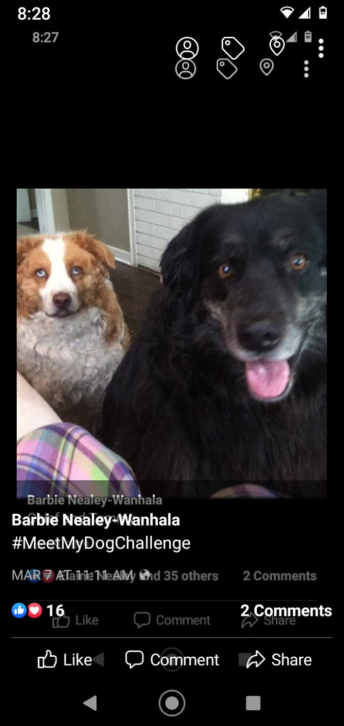 The Cats Are Finn, Harry And Book. The Dogs Are Chief And Tommy