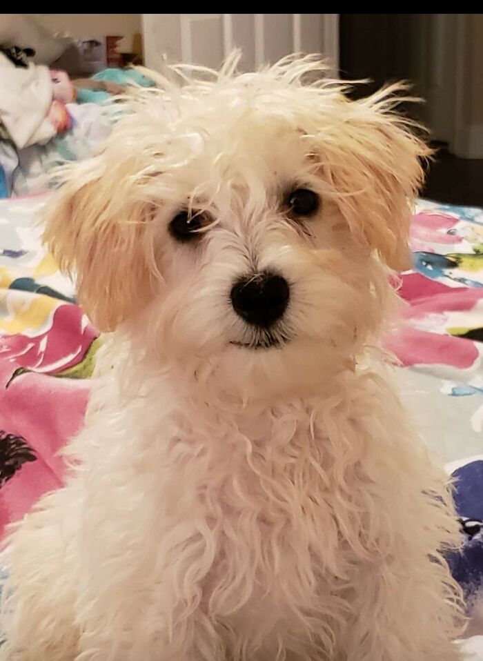 My Schnoodle, Teddy.
