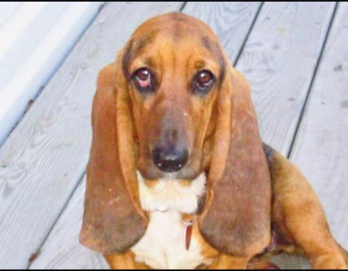 Tilly, On The First Day She Woke Up In Her New Home In 2008..