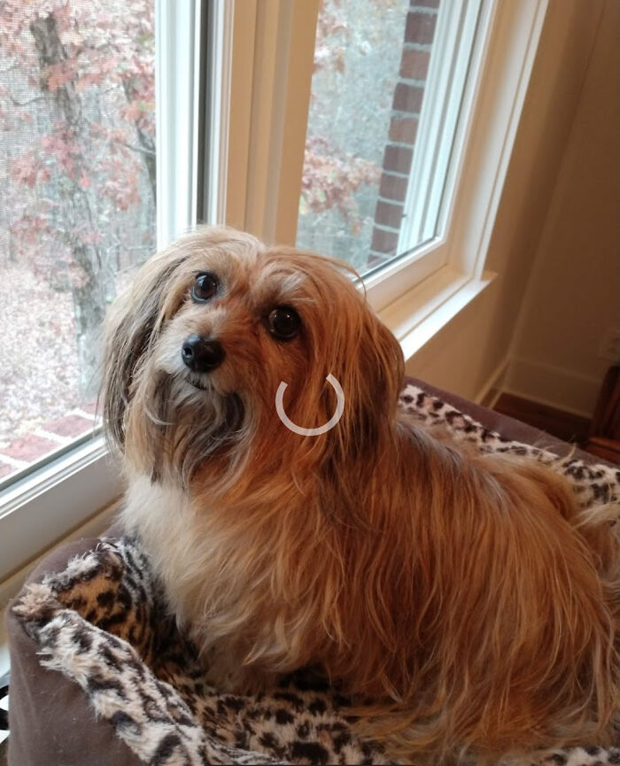 Dorkey (Sadie) Long Haired Dachshund And Yorkie