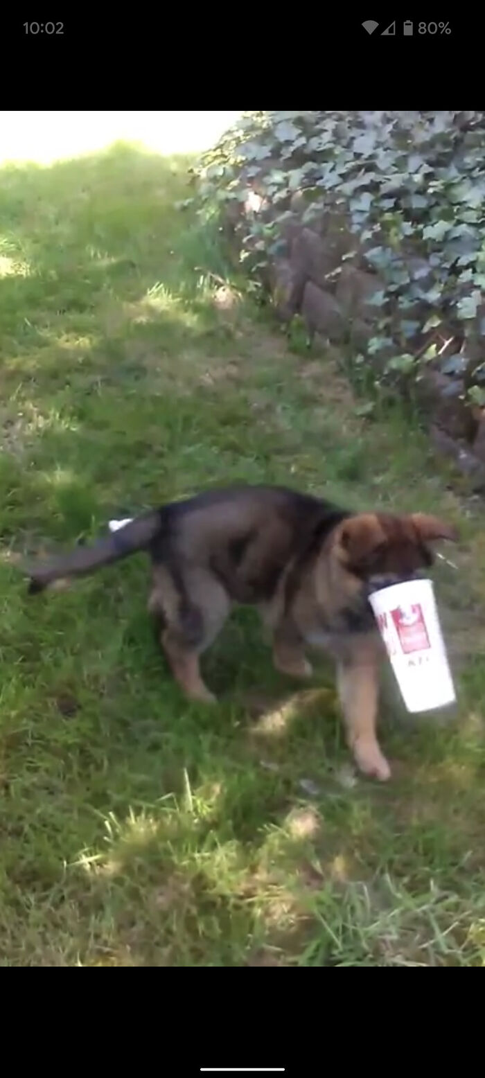 Chai Is Now A 120lbs Gsd, And Can Definitely See Over A Cup Now!