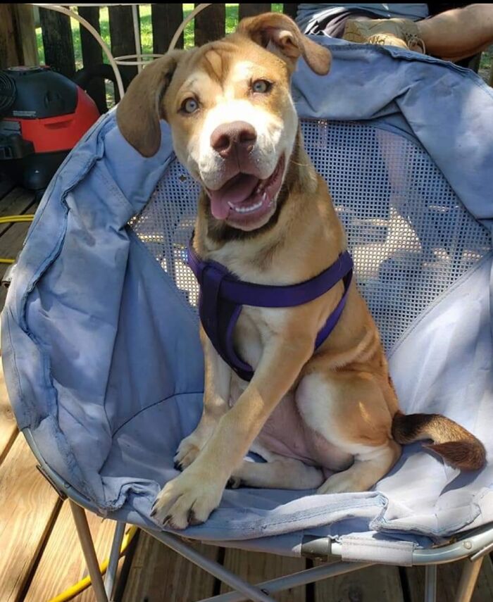 Elphaba The Bullsky (Bulldog/Husky.) The Most "Dog" Dog That Has Ever Dogged.