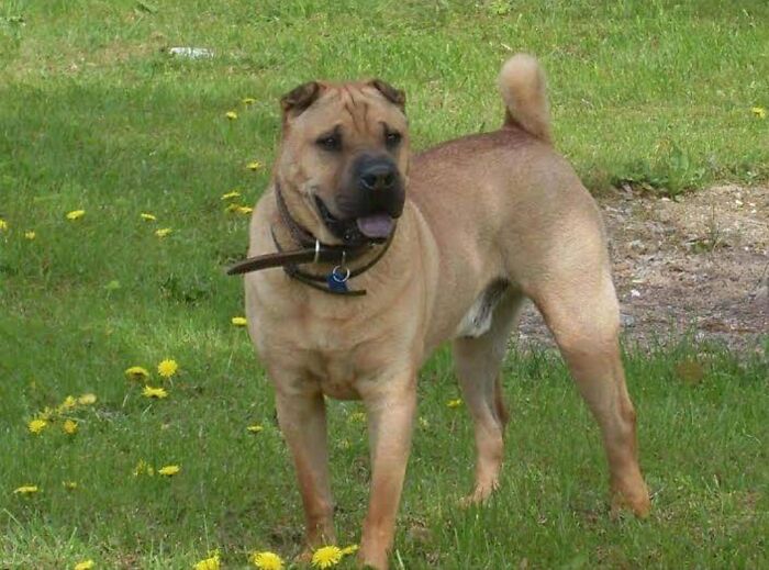 Mr. Mojo. Rip, Miss You Boy.