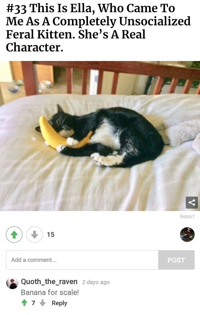 From Recent Challenge About Rescued Pets 🐾