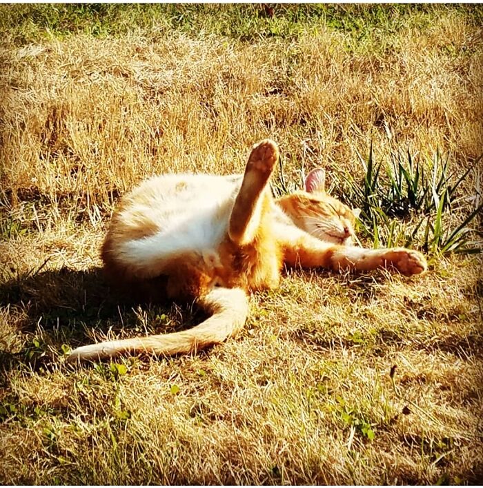 My Beautiful Tripod Salmon.