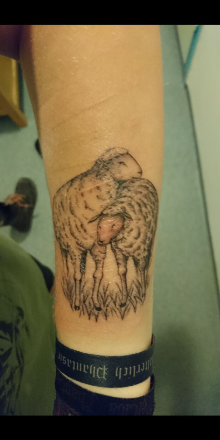 Tattoo of two sheep on an arm, showing detailed line work and shading in a natural grassy setting.