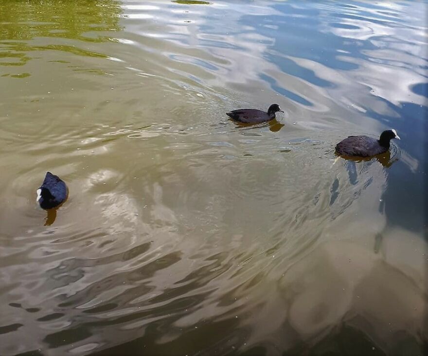 Cool Ducks On The Pond In A Park. I Love The Colours In The Water, Too