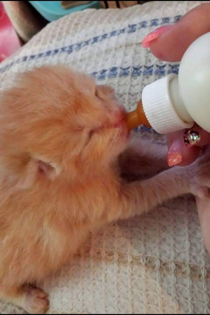 Alvin, My Little Chipmunk. ♥️