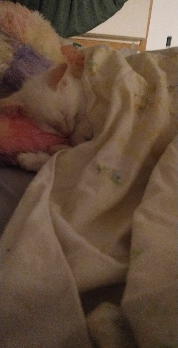 Perseus The Day I Brought Him Home. He Immediately Stole Both My Heart And The Sloth My Boyfriend Got Me For Easter.