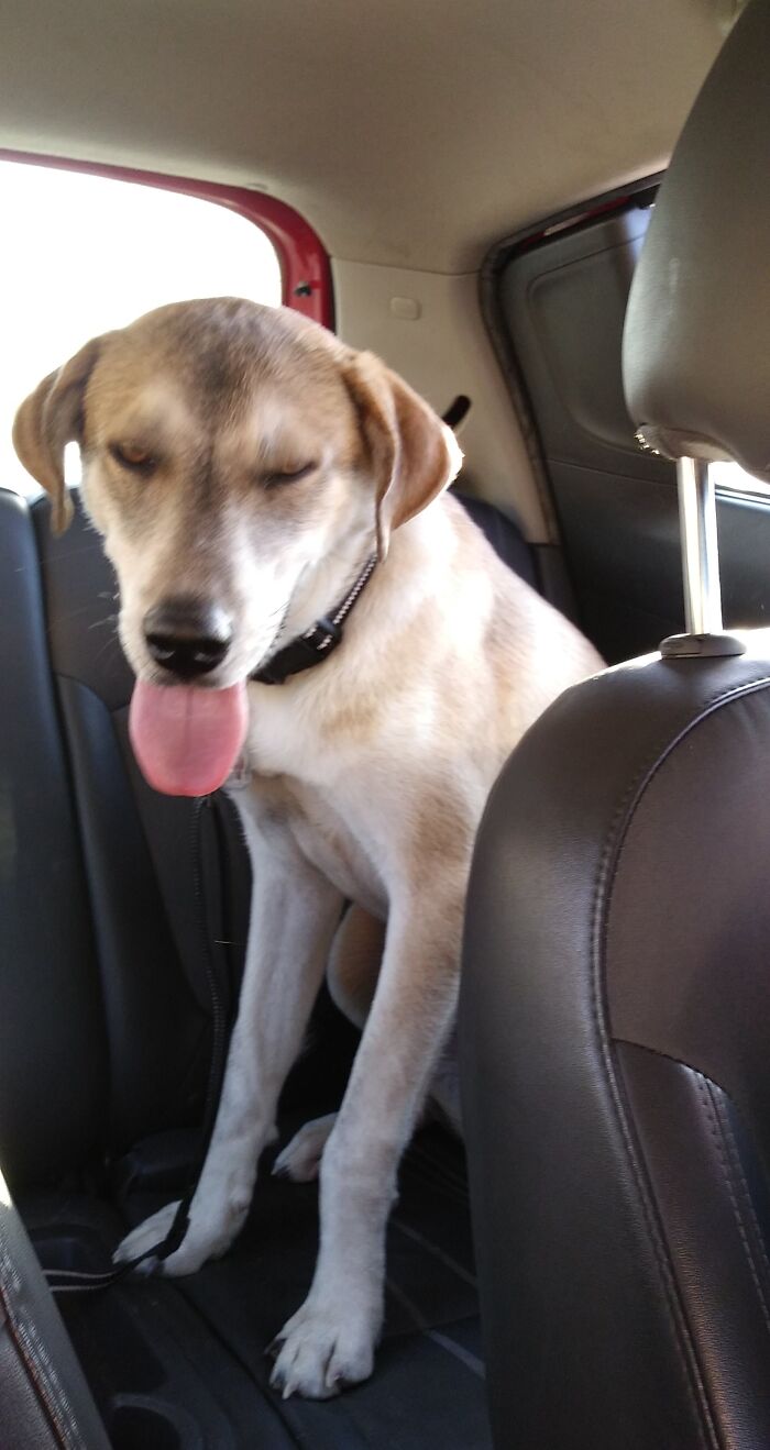 Starbuck At 1 Year, The Day We Brought Him Home!