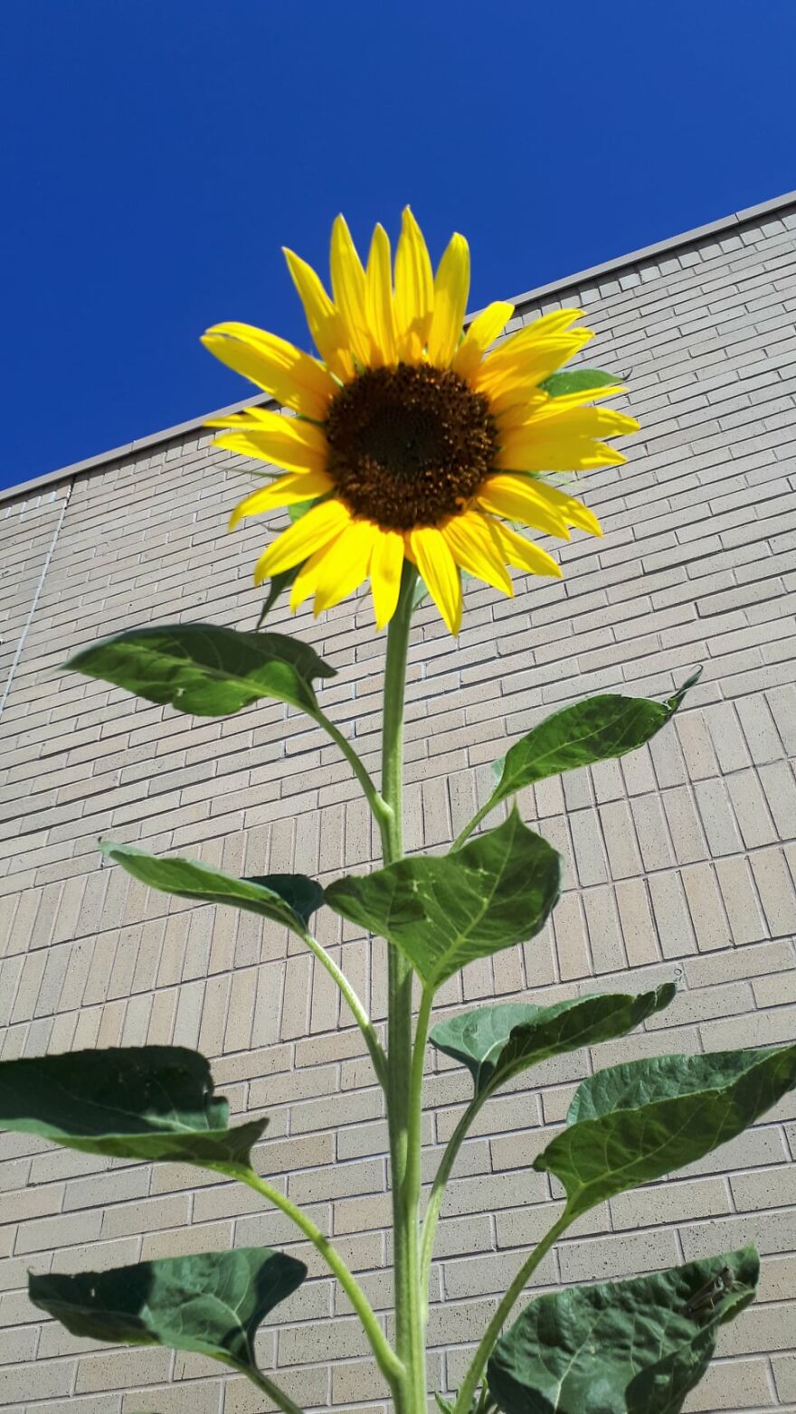 I Take Photos Of Flowers And Plants Around My City Every Summer