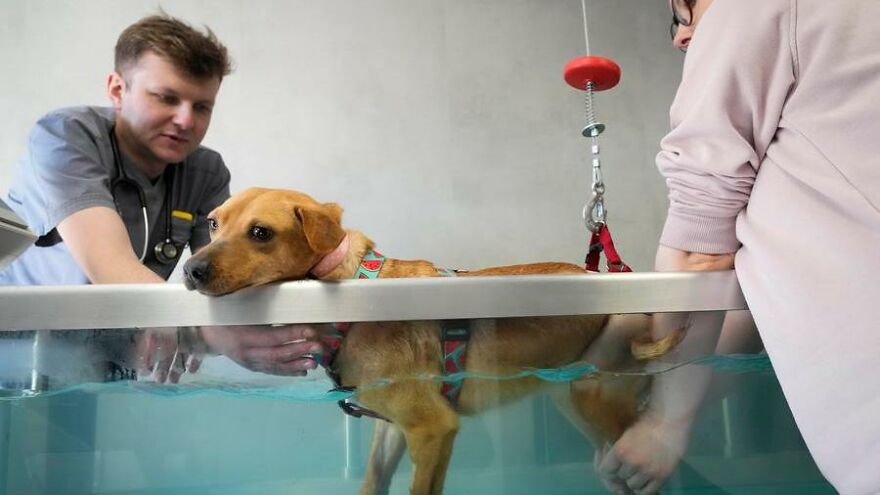 Brave Vet Rescues Traumatized Pets From Ukraine And Delivers Them To Safety