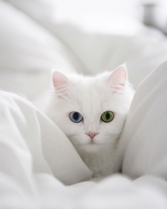 Cat Goes Viral On Social Media For Completing Challenging Obstacle Tests