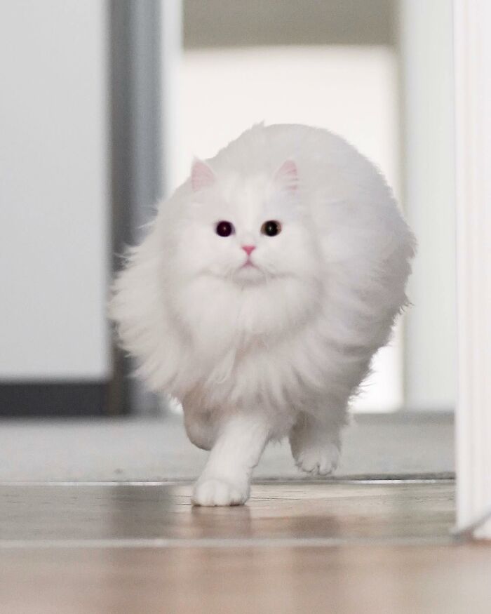 Cat Goes Viral On Social Media For Completing Challenging Obstacle Tests