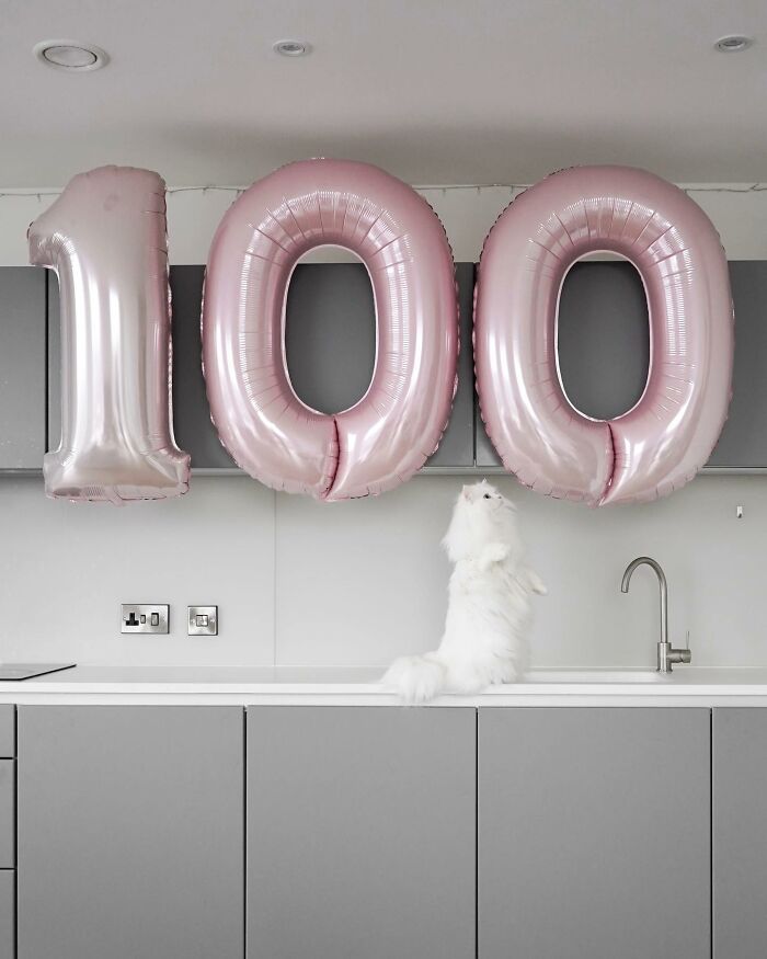 Cat Goes Viral On Social Media For Completing Challenging Obstacle Tests