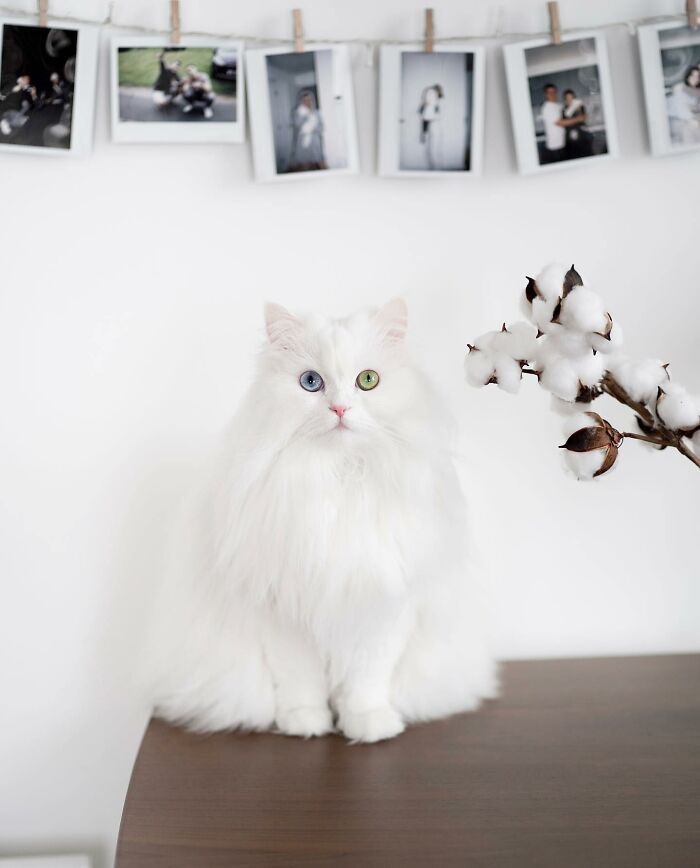 Cat Goes Viral On Social Media For Completing Challenging Obstacle Tests