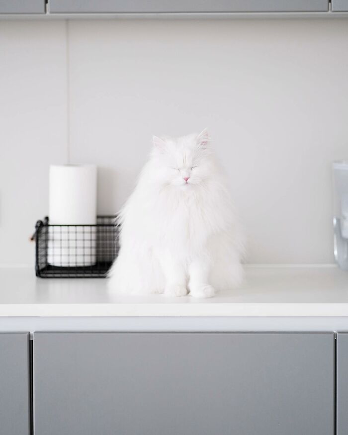 Cat Goes Viral On Social Media For Completing Challenging Obstacle Tests