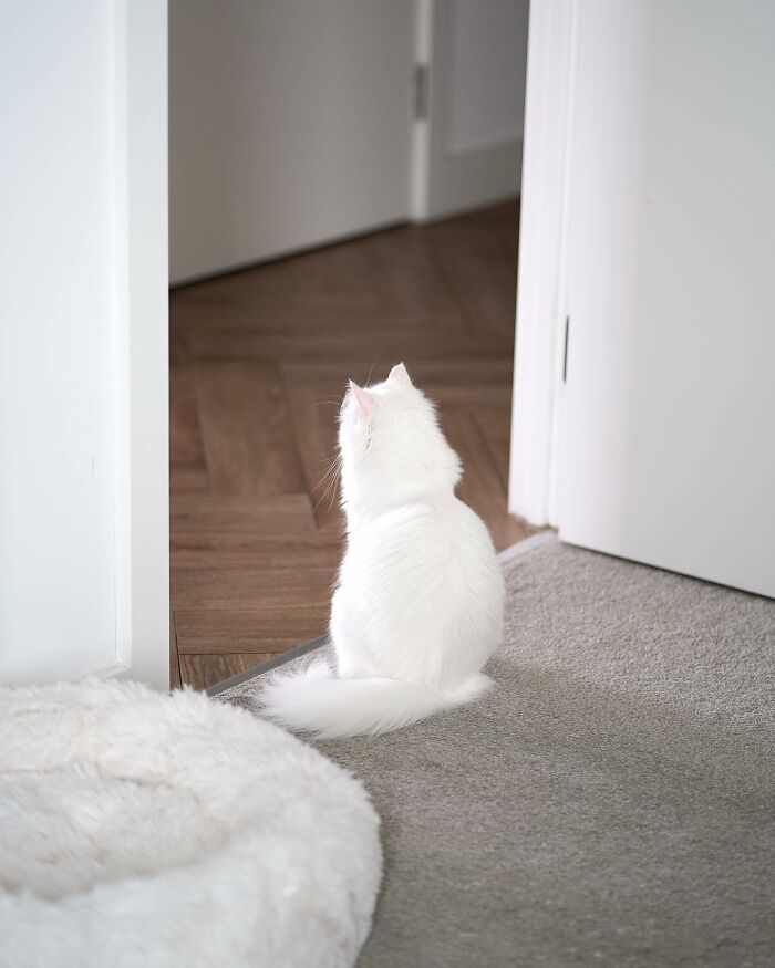 Cat Goes Viral On Social Media For Completing Challenging Obstacle Tests