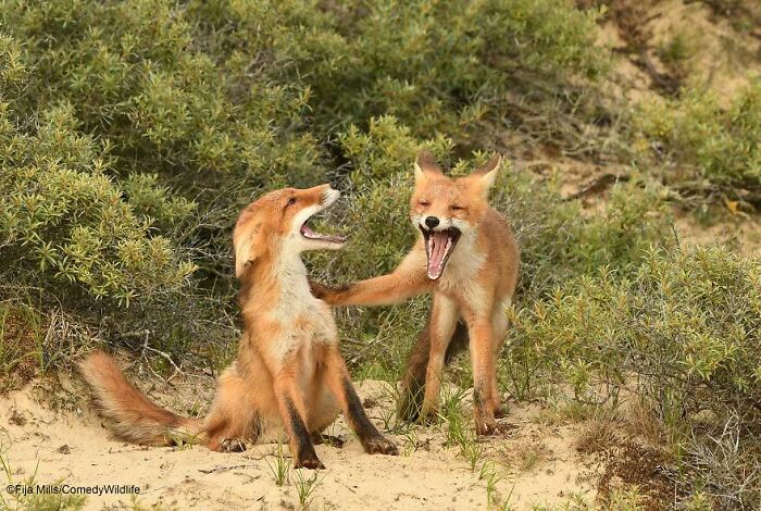 Two playful foxes in a humorous pose, captured in the Comedy Wildlife Photography Awards' 2022 season.