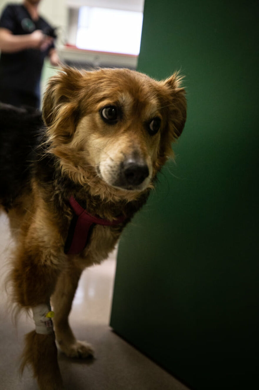 Brave Vet Rescues Traumatized Pets From Ukraine And Delivers Them To Safety