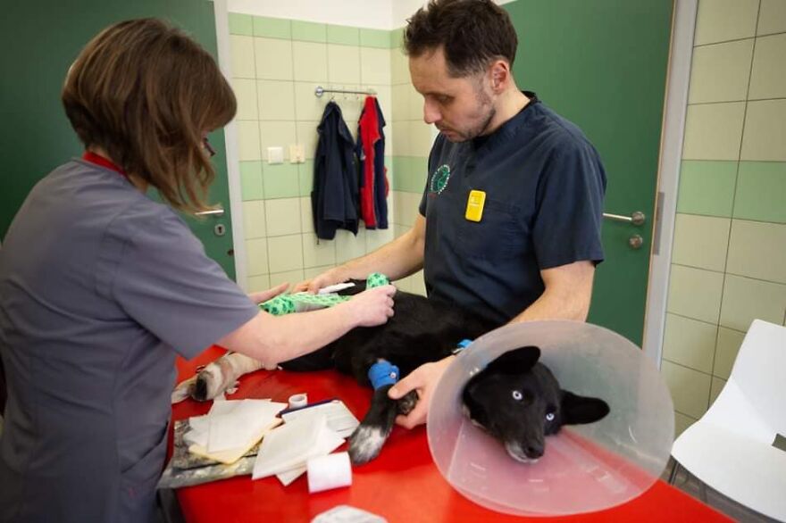 Brave Vet Rescues Traumatized Pets From Ukraine And Delivers Them To Safety