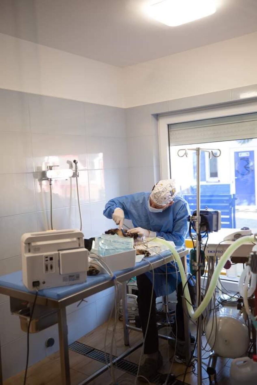 Brave Vet Rescues Traumatized Pets From Ukraine And Delivers Them To Safety