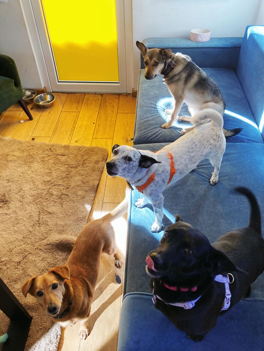 Brave Vet Rescues Traumatized Pets From Ukraine And Delivers Them To Safety