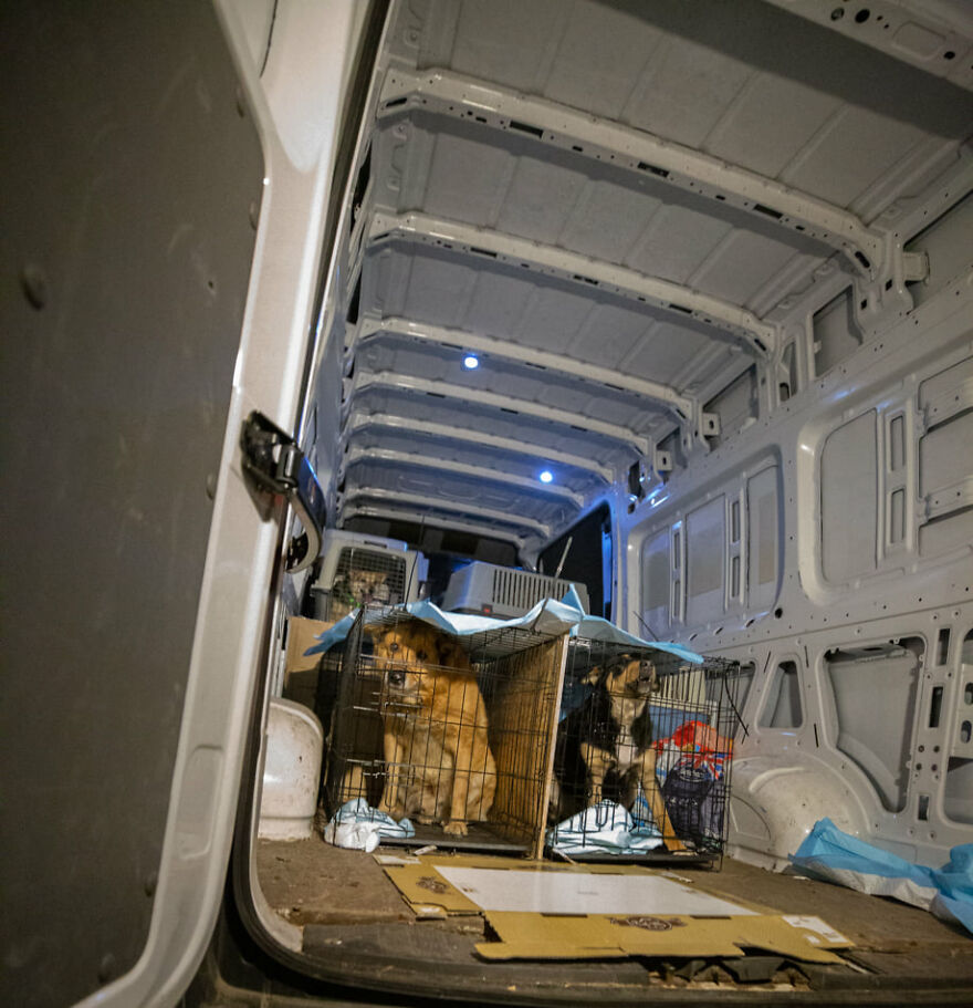Brave Vet Rescues Traumatized Pets From Ukraine And Delivers Them To Safety