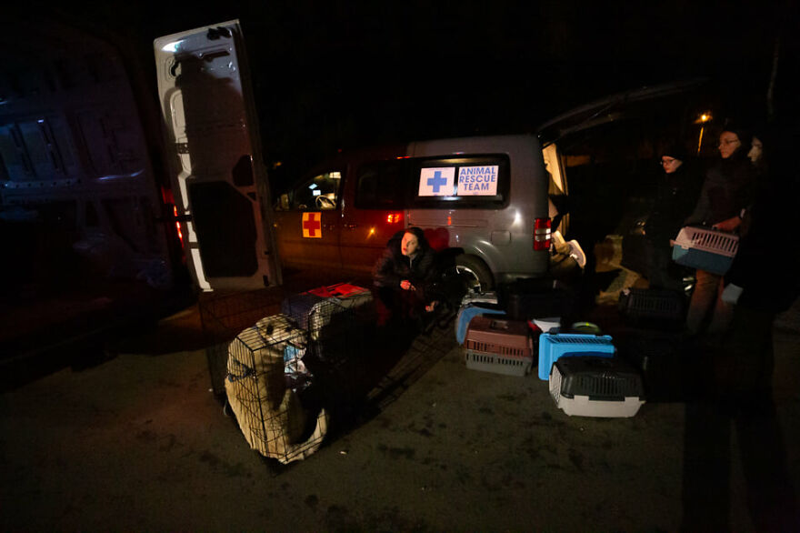 Brave Vet Rescues Traumatized Pets From Ukraine And Delivers Them To Safety