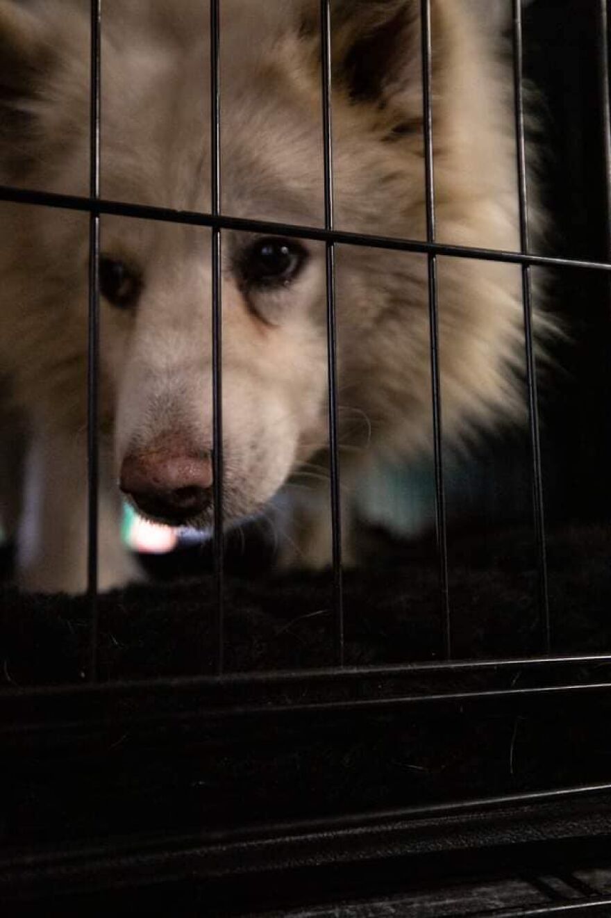 Brave Vet Rescues Traumatized Pets From Ukraine And Delivers Them To Safety