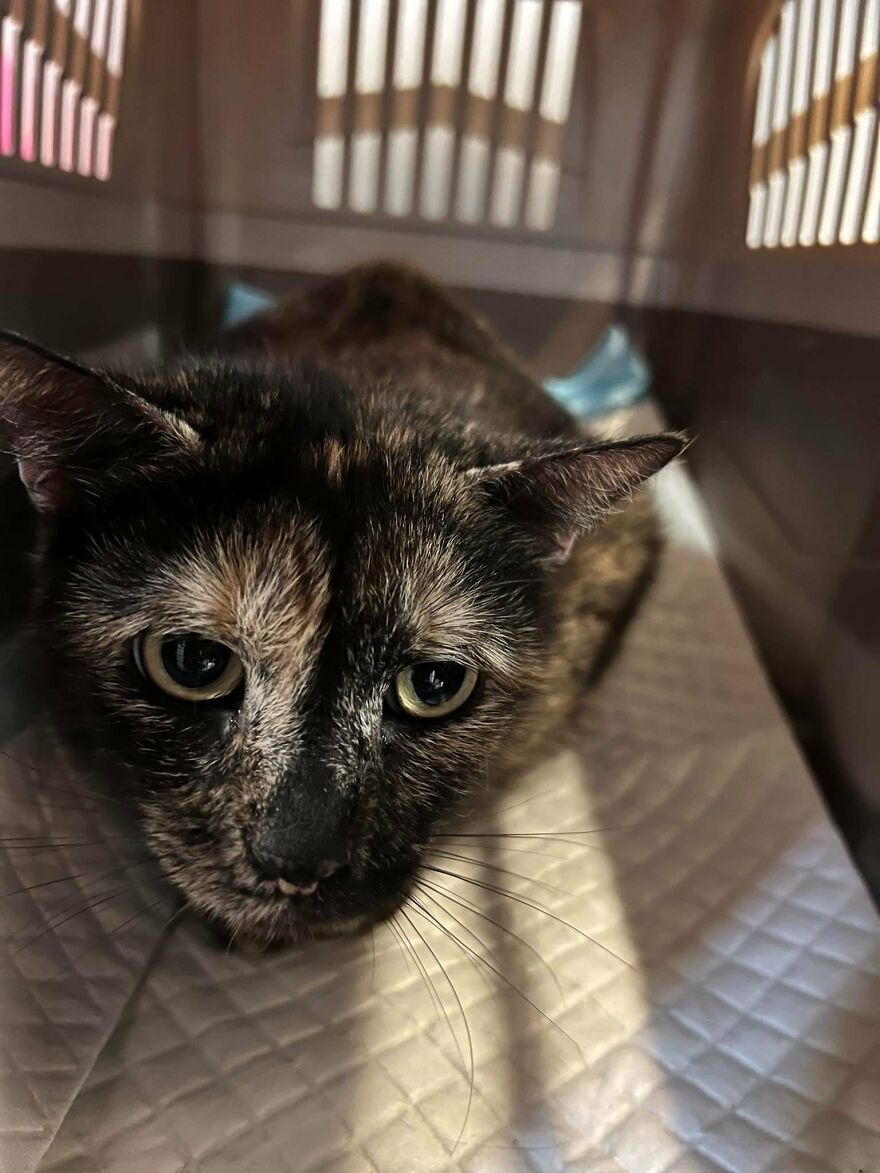 Brave Vet Rescues Traumatized Pets From Ukraine And Delivers Them To Safety